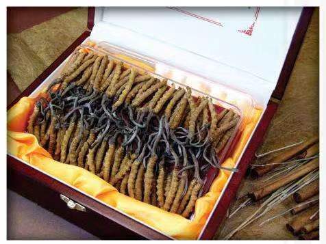 乌马河冬虫夏草回收